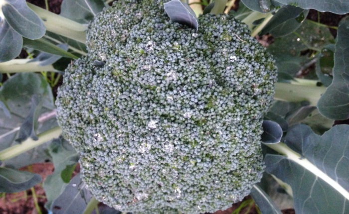 Four Organic Ways to Protect Your Brassicas From White Cabbage Butterfly